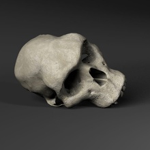hominid kafatası Afrika aircamp anatomi atası eski hayvan maymun Arkeoloji vücut kemik karakter şempanze evrim fosil insan model neandertaller neanderthal tarih öncesi primat 3d print model - Mito3D