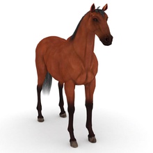 cavallo americano animale allevatore classico la corona tazza grand kalakaar modello il faraone gara slam purosangue tripla vincitore vincita 3d print model - Mito3D