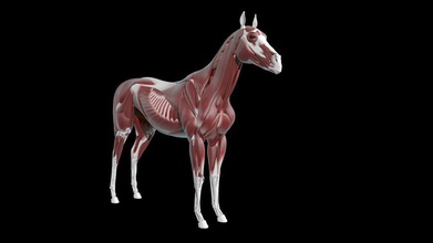 cheval anatomie l'anatomie animal os maya médicaux de modèle les muscles samerkamel85 la science sculpter squelette système veine 3d print model - Mito3D