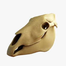 caballo de cráneo la anatomía animal cuerpo carácter bosque cabeza humanos médica modelo scan el esqueleto yimitrg 3d print model - Mito3D