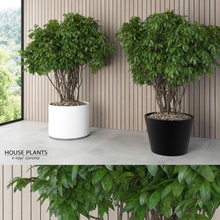las plantas de la casa corteza los arbustos contemporáneo exterior el follaje hierba planta interior en interiores ivy hoja macrox modelo moderno al aire libre maceta realista árbol 3d print model - Mito3D