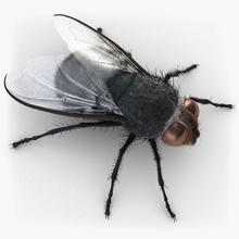 sinek hayvan cutcat iç böcekler model kanat 3d print model - Mito3D