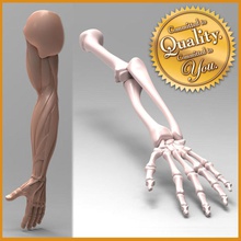 human arm anatomy combo pack body bone carpus character elbow hand humerus model muscle musculature palm people phalanges radius skeletal structure ulna vertex monkey wrist 3d print model - Mito3D