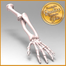 braço humano esqueleto anatomia o corpo osso carpo personagem cotovelo mão humanos úmero modelo muscular a musculatura palm pessoas falanges raio - esquelético estrutura ulna vértice macaco pulso 3d print model - Mito3D