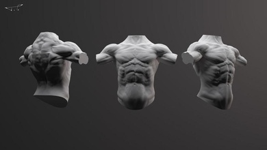 insan vücudu anatomi kol vücut karakter çocuklar bacaklar erkek adam model paulsen thorge torso 3d print model - Mito3D
