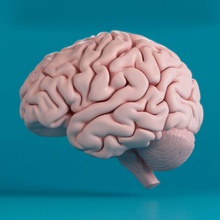 das menschliche Gehirn Anatomie Körper cerebro Charakter davidzafra1 Kopf Mensch lob lobulos die medizinische Modell Wissenschaft 3d print model - Mito3D