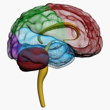 le cerveau humain l'anatomie de la biologie corps des cerveaux cervelet caractère cordon frontale tête l'homme interne lumière verte lobe médicaux modèle nerveux neurone occipital les organes colonne vertébrale tige système 3d print model - Mito3D