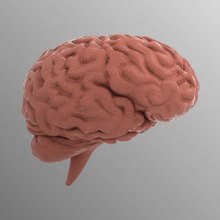 das menschliche Gehirn aeche Anatomie Körper Zelle Charakter Mensch Modell 3d print model - Mito3D