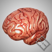 das menschliche Gehirn Anatomie bloody Körper brian Charakter Kopf hobstob Mensch Mann die medizinische mind Modell Organe rosa Verarbeitung denken Gewebe Frau 3d print model - Mito3D
