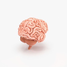 le cerveau humain l'anatomie corps des cerveaux caractère brut tête de l'homme lobe l'esprit modèle nerveux les organes royalmix système pense 3d print model - Mito3D