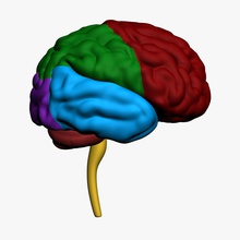 human brain anatomy biology body brains cerebellum cerebrum character cord frontal head internal light green lobe medical model nervous neuron occipital organs spinal stem system 3d print model - Mito3D