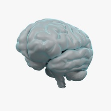 human brain - anatomy 3d anatomical body brains cerebellum cerebrum character cord cortex head internal js lobe medulla model nervous organs pons spinal system 3d print model - Mito3D