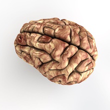 il cervello umano - cinema4d pubblicità l'anatomia biologia corpo cervelli carattere la creatività testa salute umana idee l'immaginazione medico modello gli organi scienza selgiuchide pensare 3d print model - Mito3D