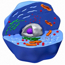 l'homme couleur de la cellule l'anatomie animal biologie corps caractère complexe l'adn endoplasmique l'appareil golgi médicaux microbe microscopiques mitochodrion modèle le noyau réticulum science unjosnav virus 3d print model - Mito3D
