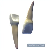 insan orta kesici dokulu anatomi vücut Merkez karakter taç diş yapısı emaye ilk baş mandibular model ağız insanlar gerçekçi doku unjosnav worldanatomy 3d print model - Mito3D