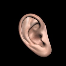 el oído humano la anatomía cuerpo carácter oreja aretes femenino ferasjarwan niña cabeza humanos señora masculino partes poli polígono realista esqueleto mujer 3d print model - Mito3D