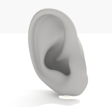 human ear anatomy body character face head model monkey sprocket 3d print model - Mito3D