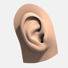 human ear anatomy body bodypart character earlobe female head male organic parts photorealistic realistic snailhouse texture 3d print model - Mito3D