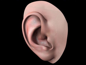 el oído humano la anatomía cuerpo muchacho carácter oreja tímpano lóbulo de cara facial femenino niña cabeza humanos luz masculino hombre modelo a cabo partes personas teléfono enchufe piel mujer 3d print model - Mito3D
