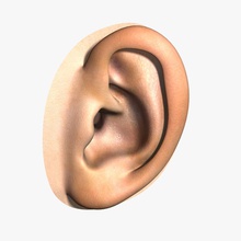 el oído humano 3dmag la anatomía cuerpo carácter oreja de cara femenino cabeza humanos masculino hombre modelo orgánica partes personas realista mujer 3d print model - Mito3D