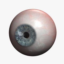 human eye 3dmag anatomy animation body cartoon character cornea eyeballs game iris lens model pupil rig 3d print model - Mito3D