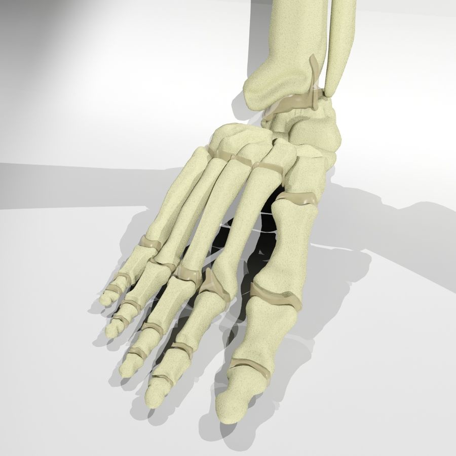 umano ossa del piede l'anatomia corpo l'osso carattere alle estremità perone piedi umana legamenti gli arti modello morganmodels falangi scienza tibia toe 3D print model - Mito3D