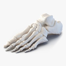 l'homme os du pied 3d molier 3ds l'anatomie ank de la cheville corps soins caractère fracture santé international les jambes médicaux métatarses modèle phalanges physiologie science squelettique squelette tarsien orteil vray 3d print model - Mito3D