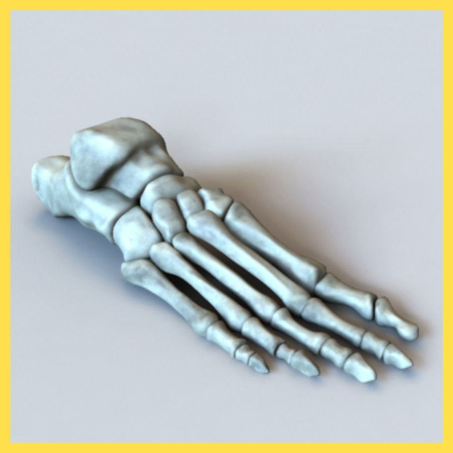 umano ossa del piede l'anatomia corpo l'osso calcagno carattere cuboide piedi umana metatarsi modello scheletrico scheletro talus tendine timbertoes 3D print model - Mito3D