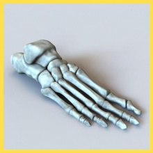 human foot bones anatomy body bone calcaneus character cuboid metatarsals model skeletal skeleton talus tendon timbertoes 3d print model - Mito3D