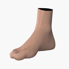 human foot anatomy body character extremities female grueso3d guys limbs male man model toe woman 3d print model - Mito3D
