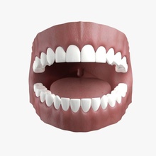 insan diş etleri 3d anatomi atlas vücut karakter kadın sakız baş jaws dudak erkek max tıbbi model ağız organ doku dil öğreticiler windtrees 3d print model - Mito3D