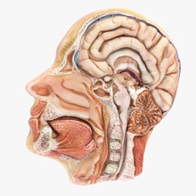 menschlicher Kopf, seitliche Scheibe anatomische Anatomie Biologie Körper Gehirn Charakter Diagramm Arzt Kopf Mensch laterale die medizinische Medizin michaeltaylor3d Modell Organe 3d print model - Mito3D