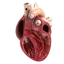 umano sentire fetta 3d 3dstarmodels l'anatomia corpo carattere udito cuore umana modello 3d print model - Mito3D
