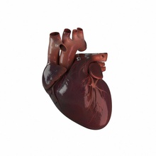 cuore umano aeche l'anatomia corpo carattere di sesso femminile umana maschio la medicina modello 3d print model - Mito3D