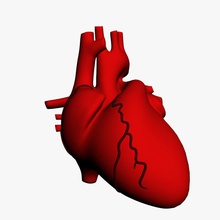 cœur de l'homme 3ds l'anatomie atrium corps caractère chaud interne la lumière verte max médicaux mitrale modèle les organes personnes rouge science système tricuspide valve ventricule 3d print model - Mito3D