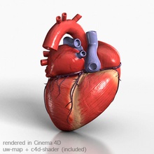 insan kalbi alan anatomi aorta damar vücut c4d kardiyo kardiyovasküler karakter dolaşım kalp tıbbi model organ parçalar smithee sistem 3d print model - Mito3D