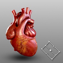 human heart anatomy blood body character heath heathly hobstob internal medical model muscle muscul organs pump red science strong 3d print model - Mito3D