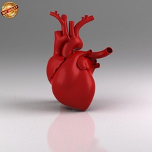 insan kalbi anatomi aorta damar atrium kardiyovasküler dolaşım kalp iç tıbbi mitral organ pulmoner snscgworks ameliyat sistem triküspid vana ventrikül 3d print model - Mito3D