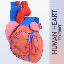 human heart anatomy 3d craft aorta atrium cardiac cardiology cardiovascular heartbeat medical model science system valve ventricle 3d print model - Mito3D