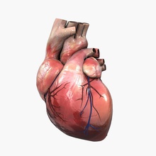 human heart animated 3d anatomy atrium bicuspid cardiovascular circulatory cutting internal medical model organs photo realistic science shopmax system tricuspid valve 3d print model - Mito3D