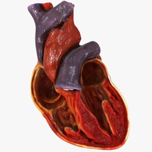 corazón humano sección transversal la anatomía biología cuerpo carácter de cruz médico hospital humanos interna médica michaeltaylor3d modelo los órganos ciencia cirugía 3d print model - Mito3D
