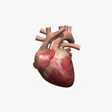 human heart rigged 3dmag anatomy aorta arteries blood body cardiovascular character circulatory medical model organs rig system valve vein ventricle vessel 3d print model - Mito3D