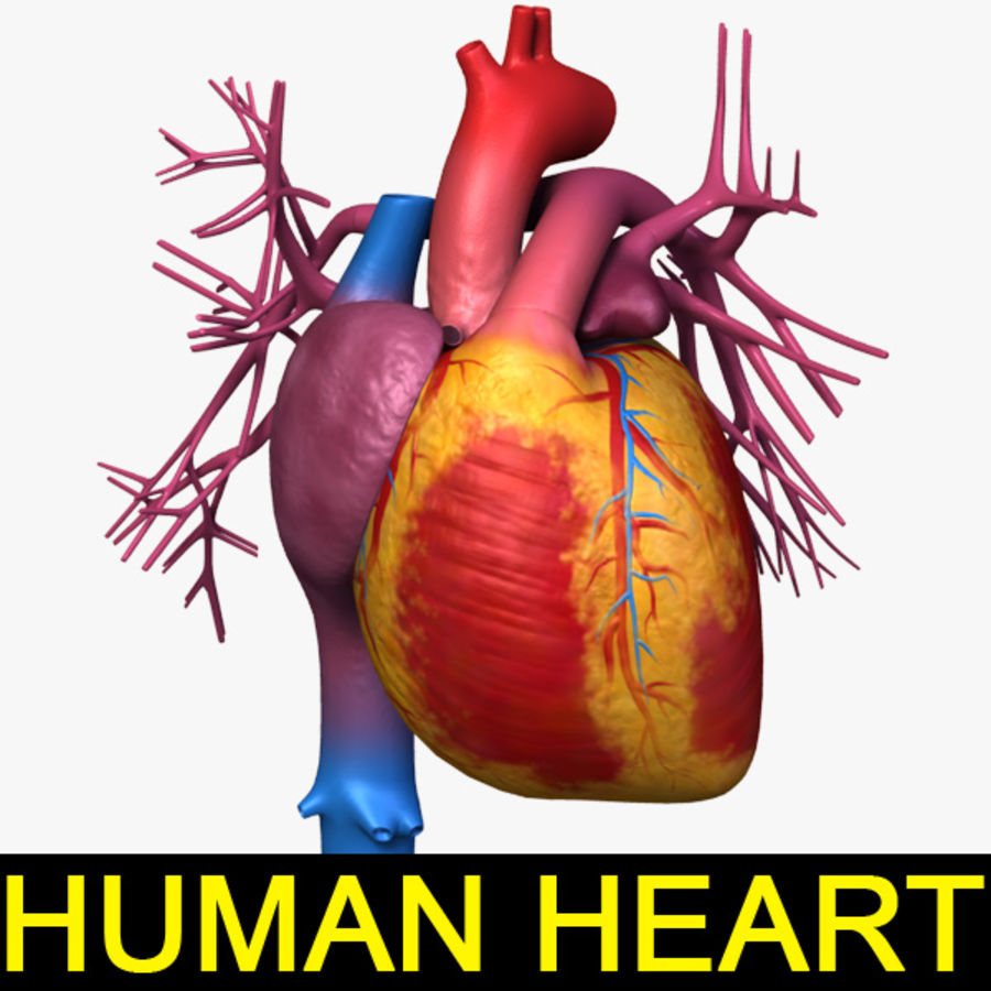 human heart tex anatomy aorta arteries blood body character circulatory leo3dmodels model system valve vein ventricle vessel 3D print model - Mito3D