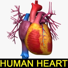o coração humano tex anatomia aorta artérias de sangue corpo personagem aparelho circulatório humanos leo3dmodels modelo do sistema válvula veia ventrículo embarcação 3d print model - Mito3D