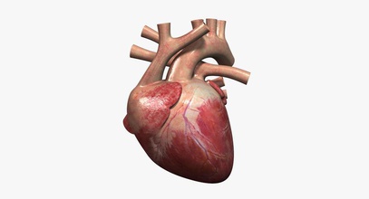 o coração humano 3dmag anatomia aorta artérias de sangue corpo sistema circulatório personagem aparelho humanos médica modelo órgãos do válvula veia ventrículo embarcação 3d print model - Mito3D