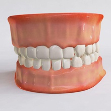 human jaw anatomy body character chew chompers cog dental dentist fangs gum head jaws lower medical model mor mouth root teeth tongue uniques upper 3d print model - Mito3D
