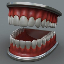 umana mascella l'anatomia dental dereli ensar le mascelle medico modello scienza cranio denti 3d print model - Mito3D