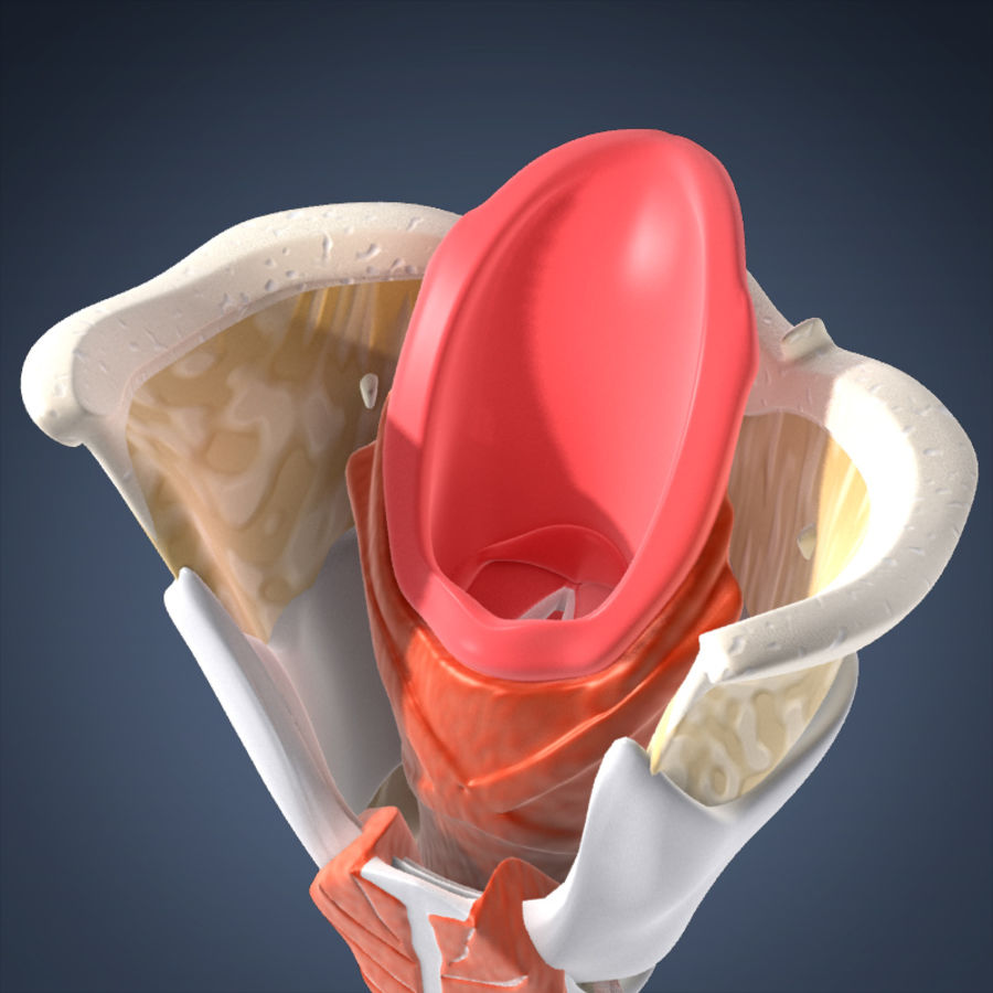 larynx humain animé l'anatomie animées de la biologie corps caractère le cordon femelle l'homme icegrafx interne sexe masculin médicaux modèle cou les organes gorge langue maternelle torse trachée voix voicebox 3D print model - Mito3D