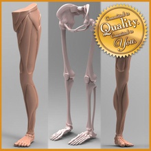 human leg anatomy combo pack arm body bone character femur fibula foot hip legs limbs lower model muscle musculature pelvis sacrum skeletal skeleton structure tibia vertex monkey 3d print model - Mito3D