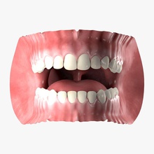 bocca umana l'anatomia corpo canino carattere masticare cuspide dental gum testa incisivo irrfeuer modello molari root denti lingua 3d print model - Mito3D